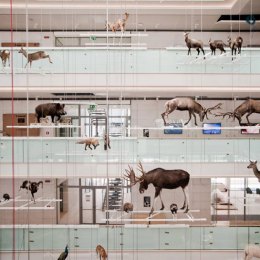 MuSe, Renzo Piano, tecnne MuSe, Renzo Piano, tecnne