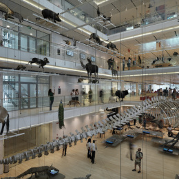 MuSe, Renzo Piano, tecnne MuSe, Renzo Piano, tecnne