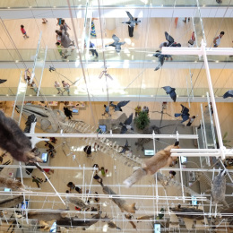 MuSe, Renzo Piano, tecnne MuSe, Renzo Piano, tecnne