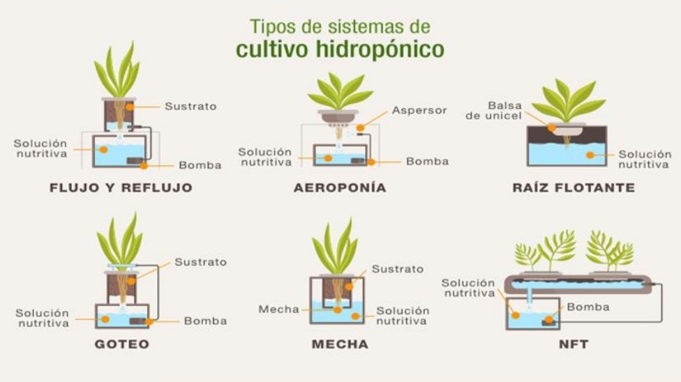 cultivo hidropónico ©www.generaciónverde.mx